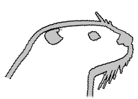 Preview of Welcome – An Otter Wiki